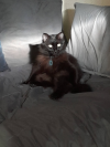 image_Garde de Chat(s) - paris